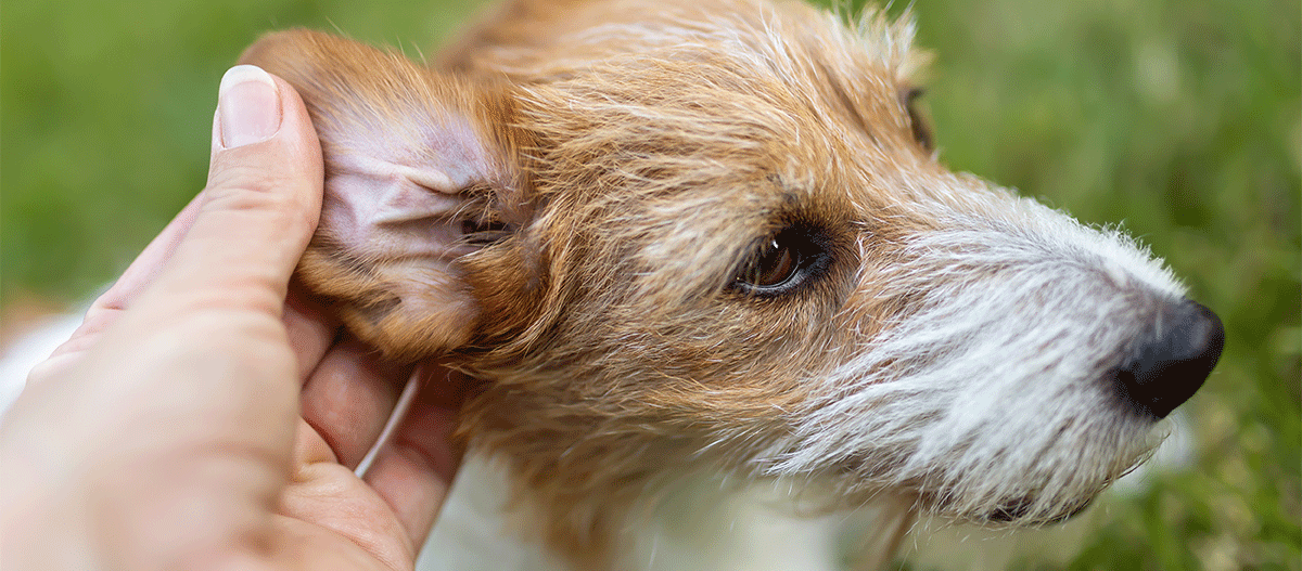 mensch-untersucht-hundeohr Mensch untersucht Hundeohr