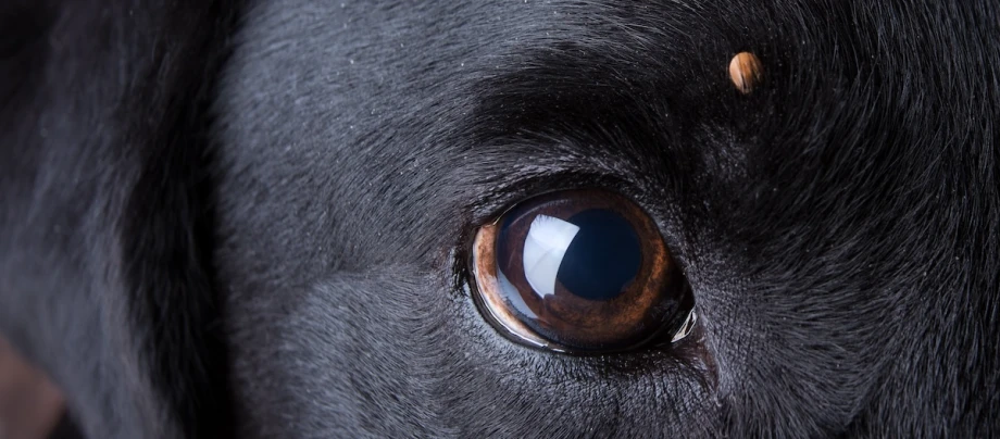 Nahaufnahme Hund Auge Zecke Nahaufnahme Hund Auge Zecke