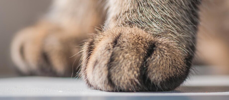 Katzenpfote Katzenpfote