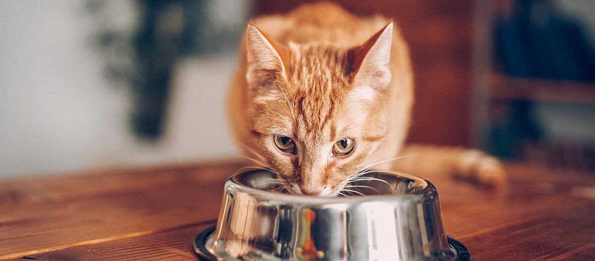 Katze frisst aus Futternapf Katze frisst aus Futternapf