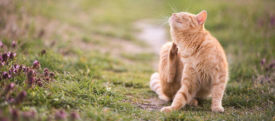 orangene-katze-kratzt-sich-am-koerper Katze kratzt sich