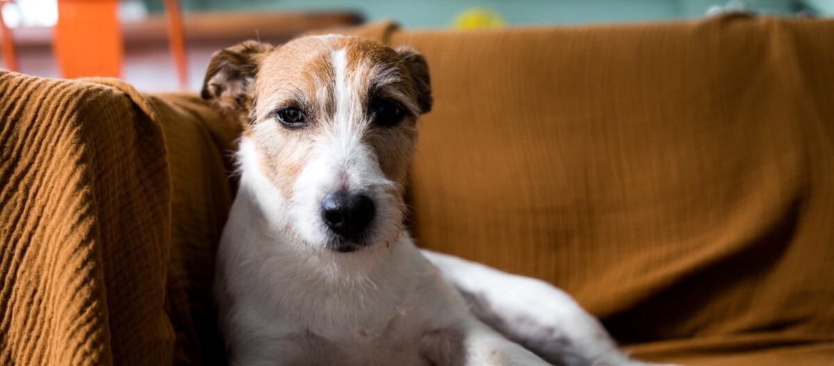 Parson Russell Terrier liegt auf einem Sofa