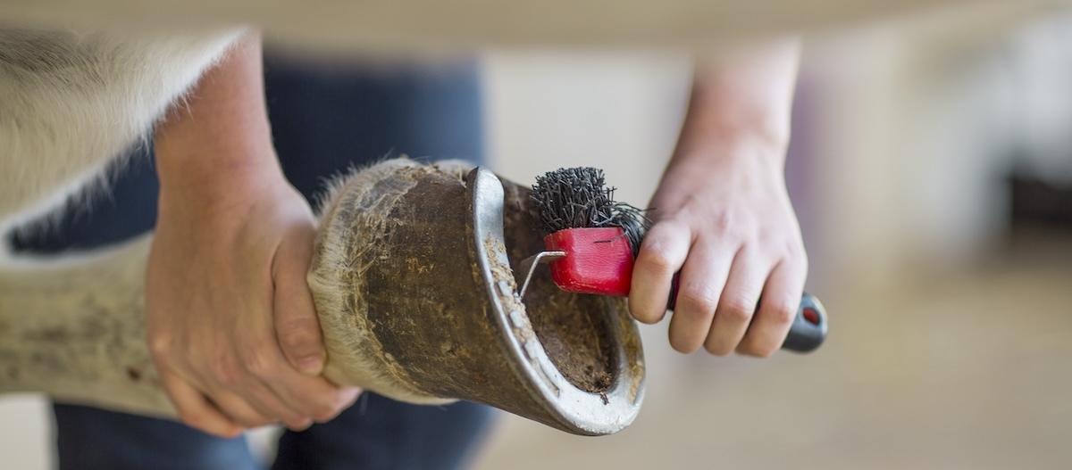 Das Hufeisen eines Pferdes wird gereinigt. Das Hufeisen eines Pferdes wird gereinigt.