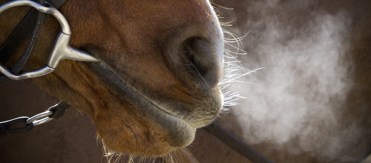 Ein Pferd atmet dampfend aus. Ein Pferd atmet dampfend aus.