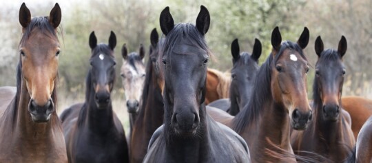 Eine Gruppe von Pferden auf der Weide