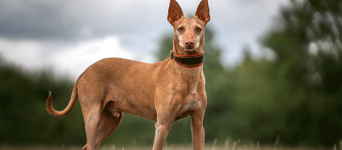 podenco-andaluz-steht-und-schaut-in-die-kamera Podenco-Andaluz schut in die Kamera