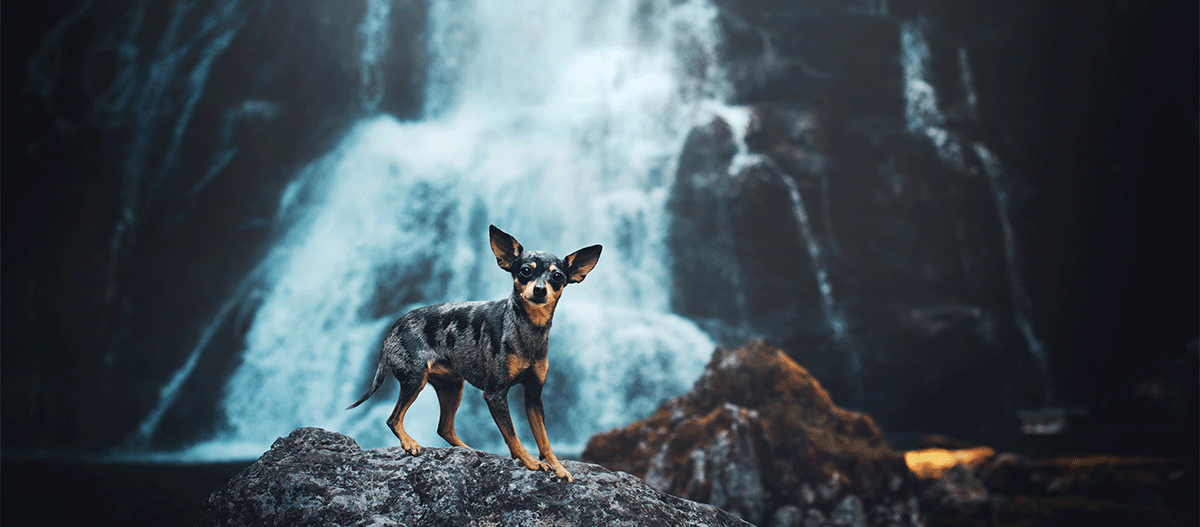 prager-rattler-hund Prager Rattler Hund