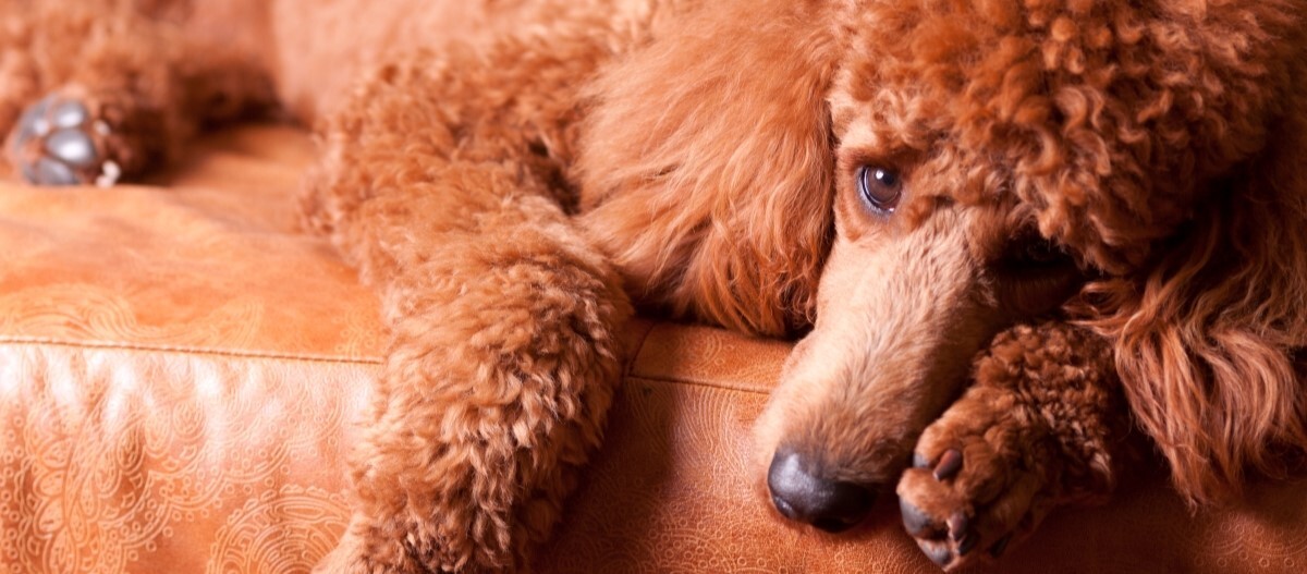 pudel-liegt-auf-sofa Pudel liegt auf Sofa