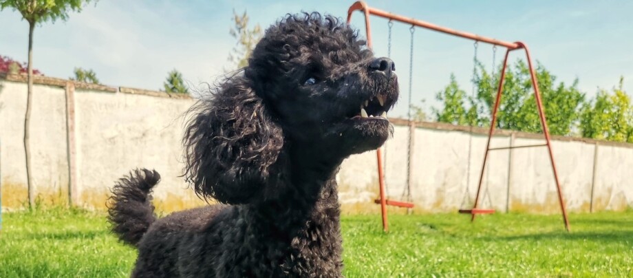 ratgeber-hund-pudel Ein schwarzer Pudel vor einer Schaukel