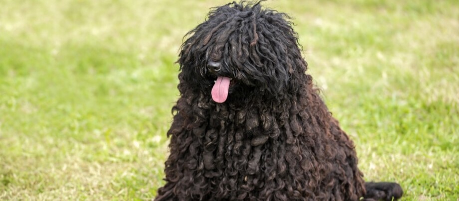 ratgeber-hund-puli Puli sitzt auf einer Wiese