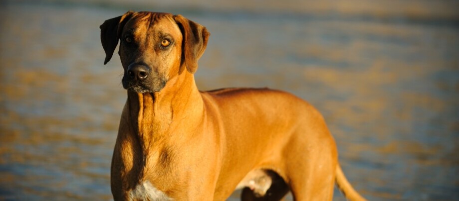 ratgeber-hund-rhodesian-ridgeback Rhodesian Ridgeback vor Wasser