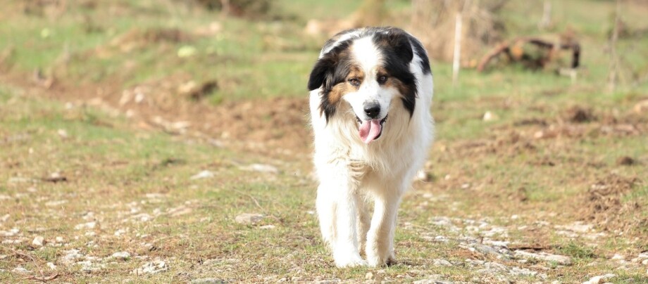 ratgeber-hund-tornjak Tornjak läuft über eine Wiese