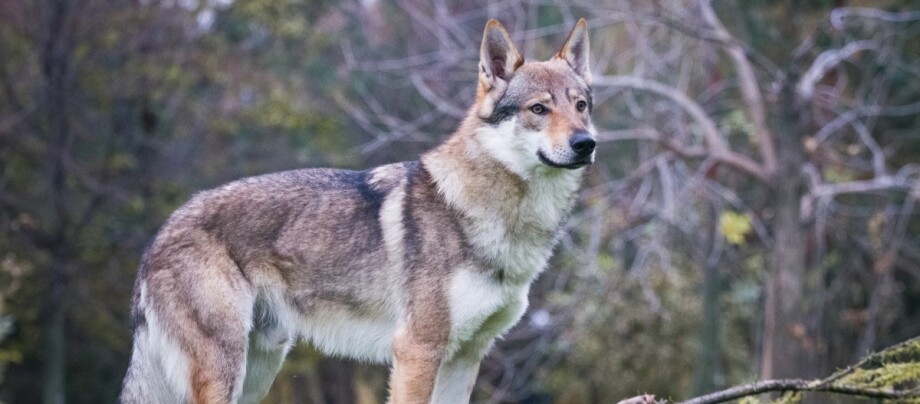 ratgeber-hunf-tschechoslowakischer-wolfshund