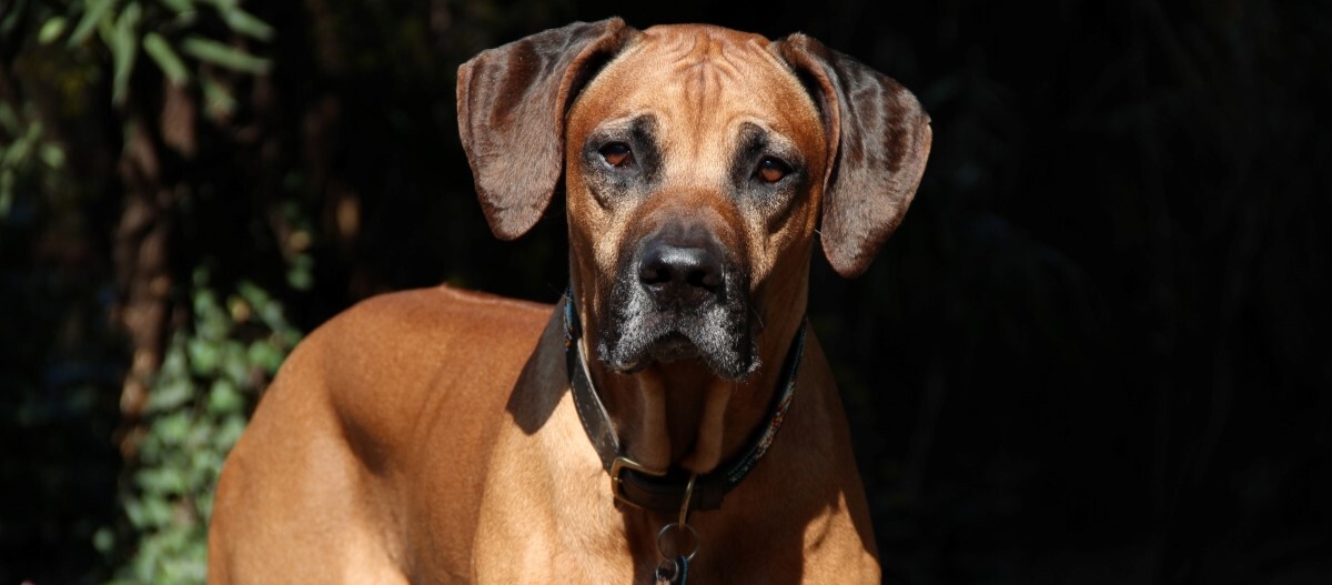 rhodesian-ridgeback-wald Rhodesian Ridgeback im Wald