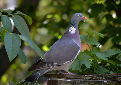 Eine Ringeltaube sitzt im Grünen Eine Ringeltaube sitzt im Grünen