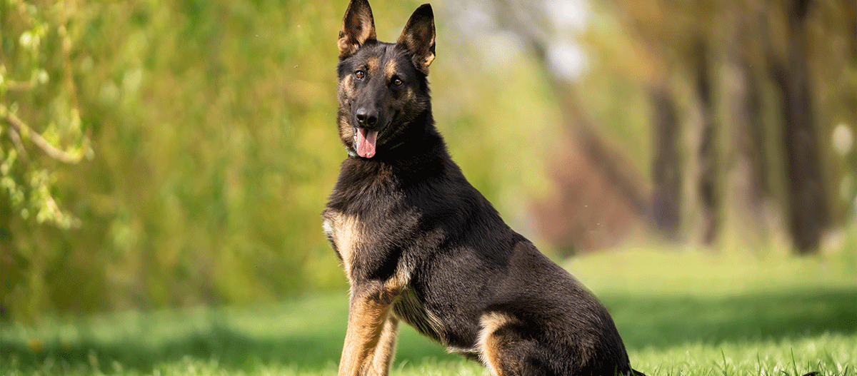 schaeferhund-sitzt-blick-zur-kamera Schäferhund schaut sitzend zur Kamera