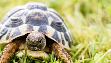 Schieldkroete läuft durch Gras