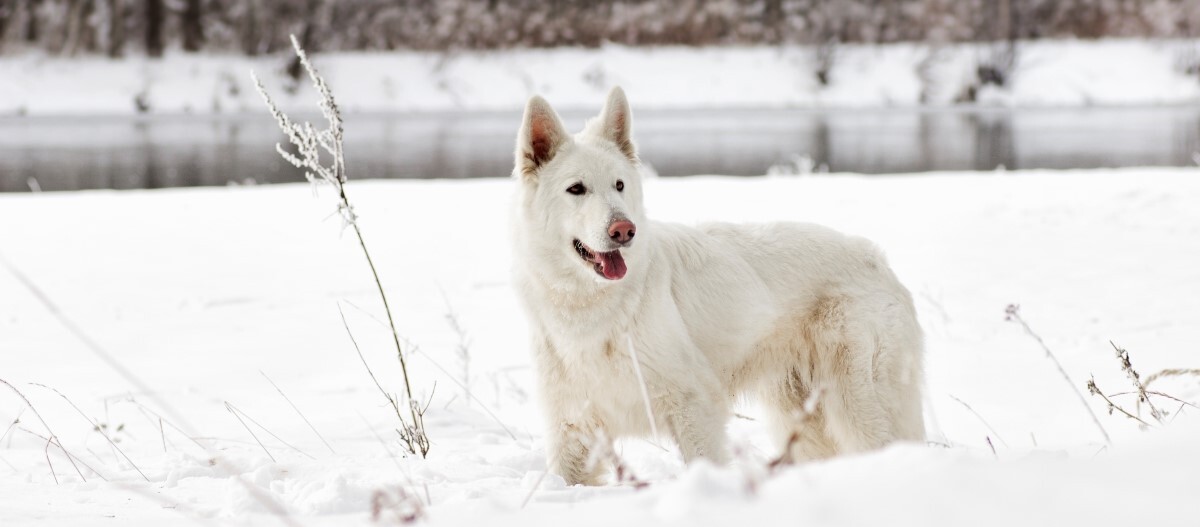 schweizer-schäferhund-im-schnee