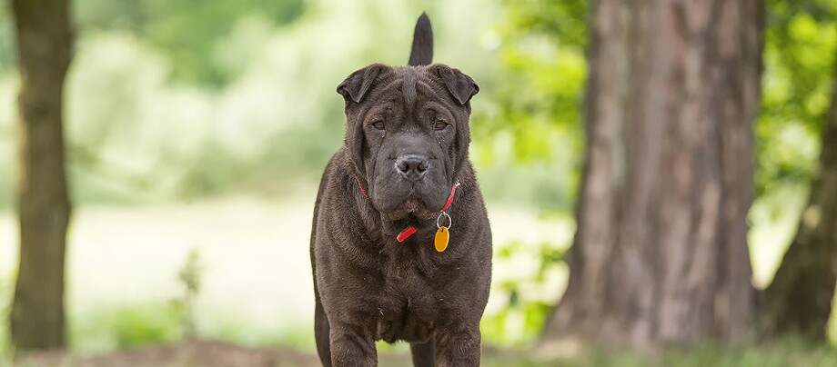 Shar-Pei-Hund Shar-Pei-Hund
