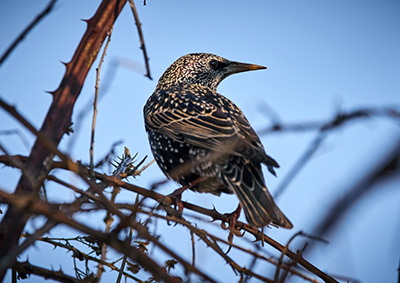 Ein Star sitzt im Geäst Ein Star sitzt im Geäst