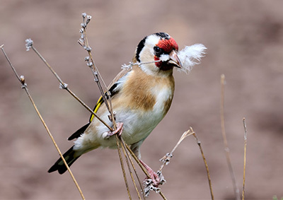 Ein Stieglitz sitzt auf Lavendel Ein Stieglitz sitzt auf Lavendel