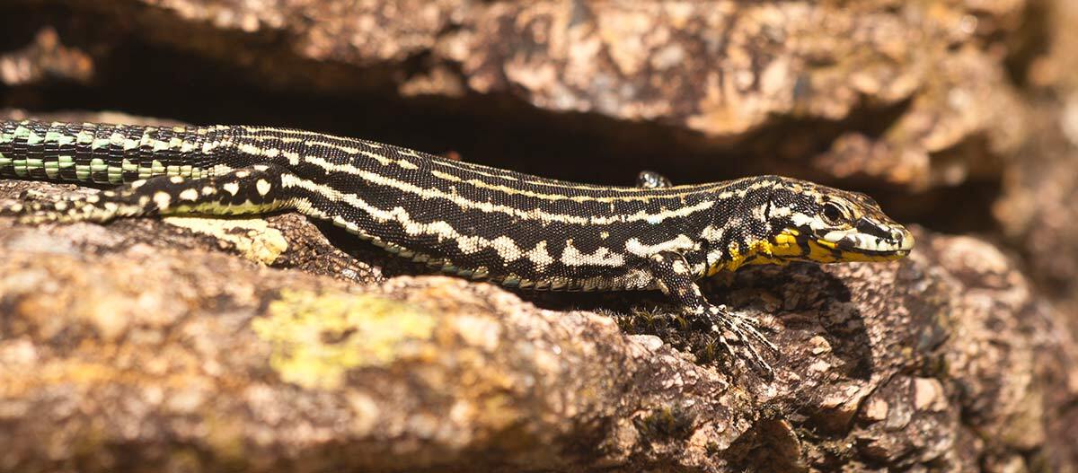 Streifengecko liegt in Steinen Streifengecko liegt in Steinen