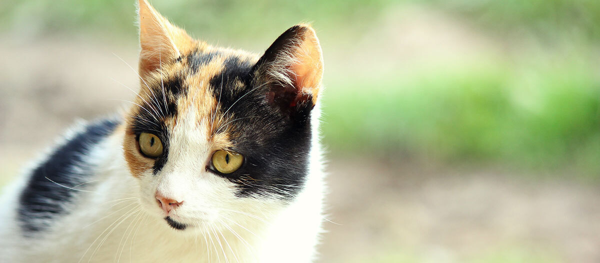 Tricolor Glückskatze Tricolor Glückskatze