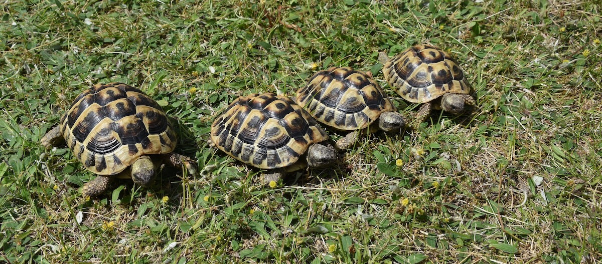 Vier Schildkröten im Gras Vier Schildkröten im Gras