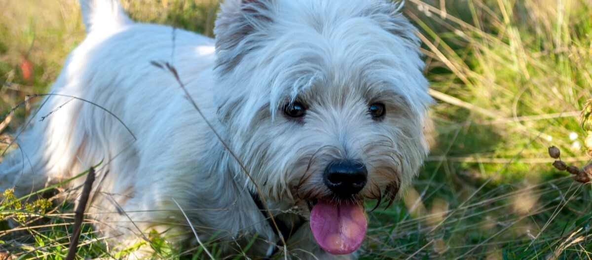 west-highland-white-terrier-gras West Highland White Terrier läuft durch Gras