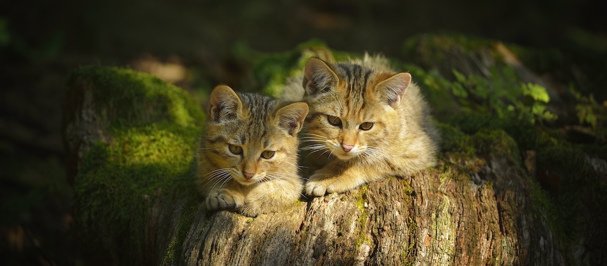 Zwei Jungtier Wildkatzen liegen auch einem Baumstamm. Zwei Jungtier Wildkatzen liegen auch einem Baumstamm.