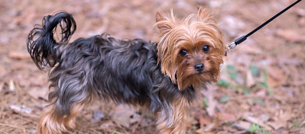 Yorkshire Terrier an Leine
