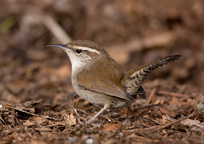 Ein Zaunkönig sitzt auf Waldboden Ein Zaunkönig sitzt auf Waldboden