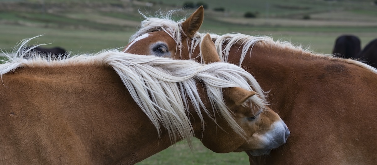Zwei Haflinger im Porträt, die sich beknabbern. Zwei Haflinger im Porträt, die sich beknabbern.