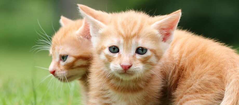 Ingwer Tabby Katzen Ingwer Tabby Katzen