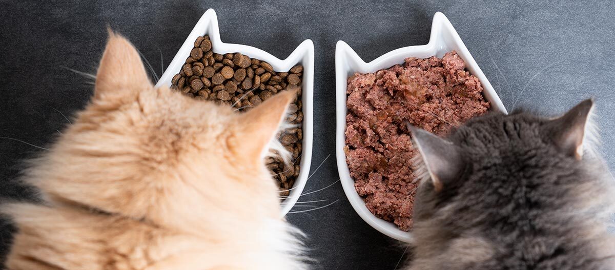 Zwei Katzen fressen aus ihren Futternäpfen Zwei Katzen fressen aus ihren Futternäpfen