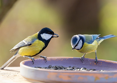 Zwei Meisen sitzen auf einer Futterschale Zwei Meisen sitzen auf einer Futterschale