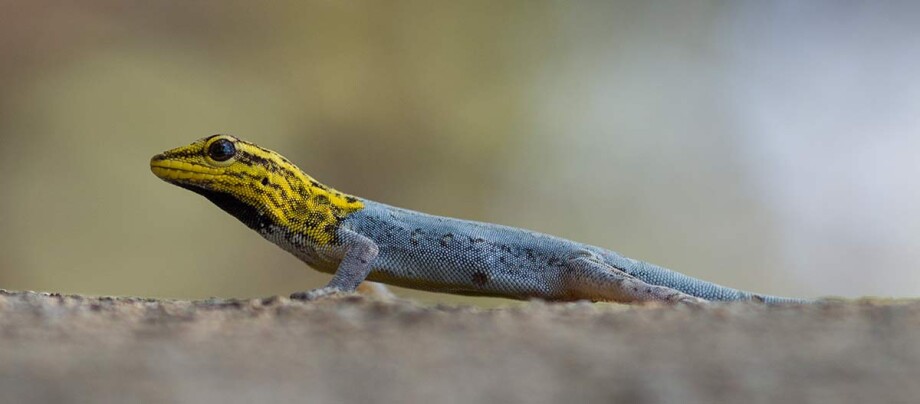 Zwerggecko sitzt auf Stein Zwerggecko sitzt auf Stein