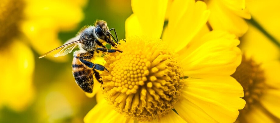 Biene-auf-gelber-blume Eine Biene sitzt auf einer gelben Blume