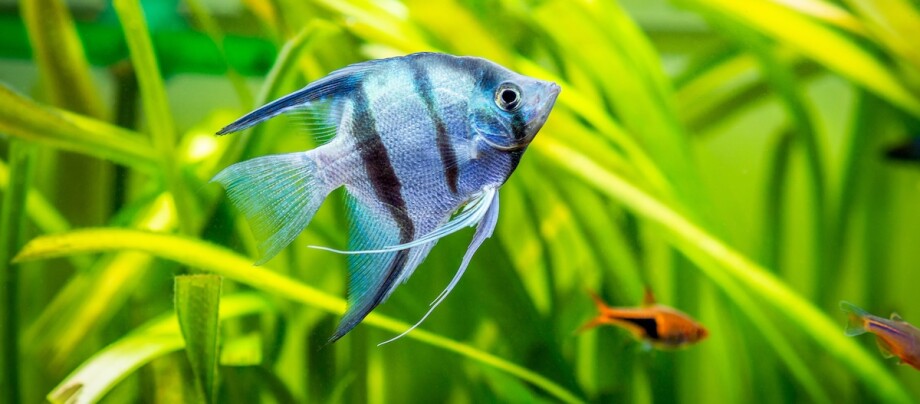 Blauer Skalar im Aquarium Blauer Skalar im Aquarium