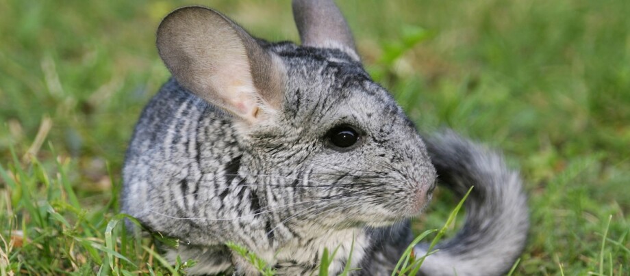 Ein Chinchilla hockt im Gras Ein Chinchilla hockt im Gras