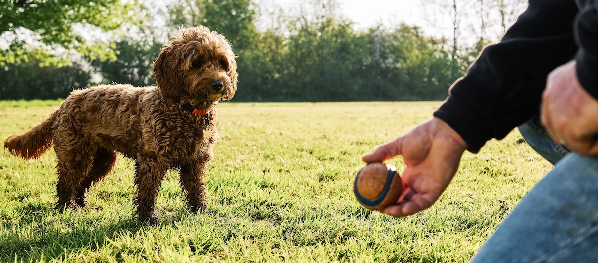 Cockapoo schaut gespannt auf den Ball in einer Hand. Cockapoo schaut gespannt auf den Ball in einer Hand.