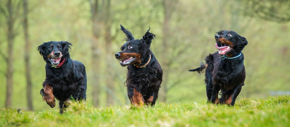 Drei Gordon Setter laufen Drei Gordon Setter laufen
