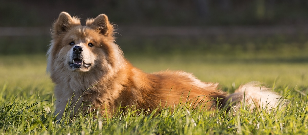 Eurasier liegt auf einer Wiese