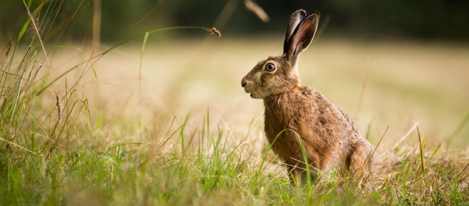 Feldhase hockt auf dem Feld. Feldhase hockt auf dem Feld.