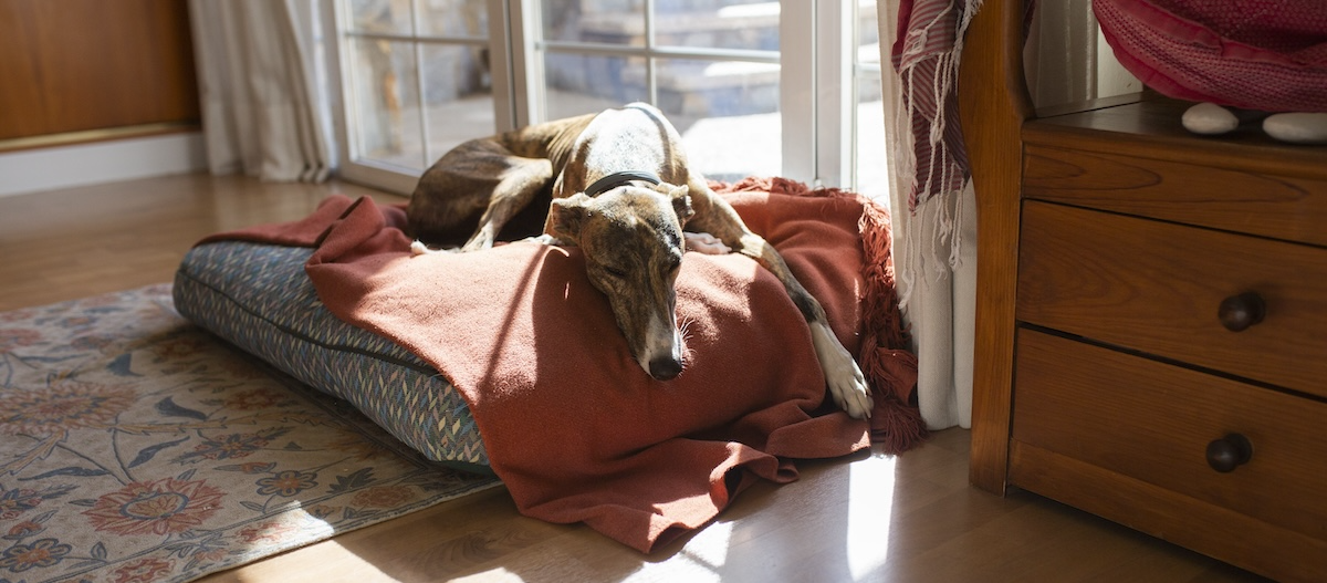 Galgo Espanol liegt Hundebett Galgo Espanol liegt Hundebett