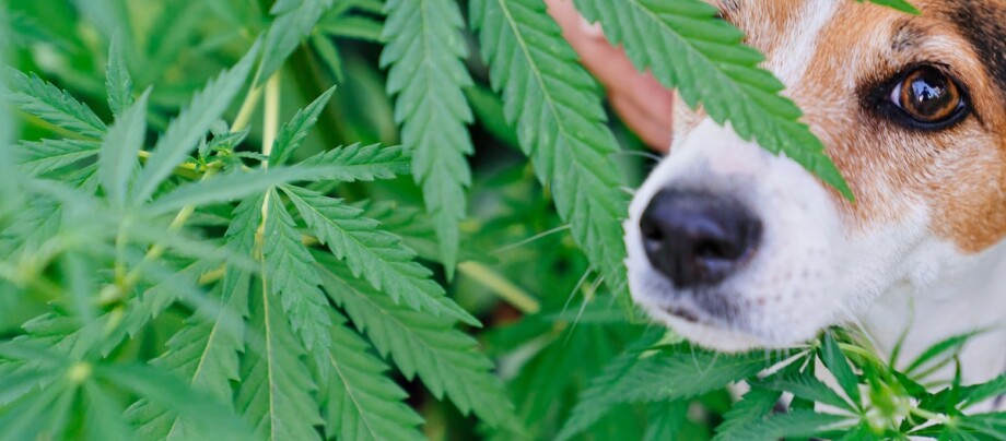 Hund schaut zwischen Cannabisblättern Hund schaut zwischen Cannabisblättern
