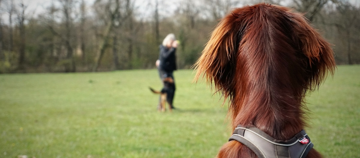 Hund beobachtet Hundetraining und trainiert Impulskontrolle Irish Setter von hinten auf einer Wiese