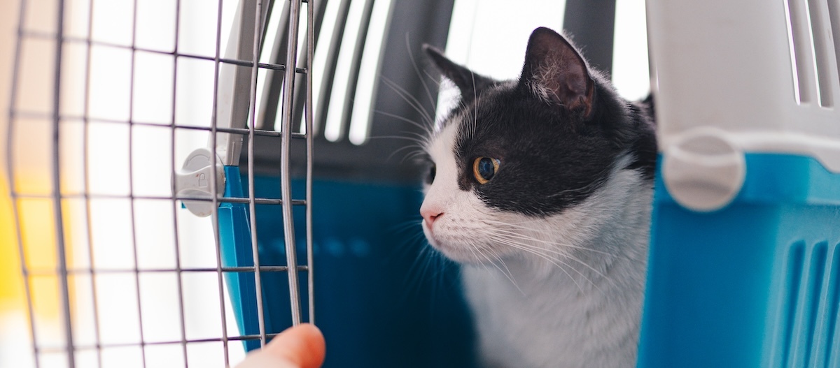 Katze sitzt auf Behandlungstisch in einer Transportbox. Katze sitzt auf Behandlungstisch in einer Transportbox.