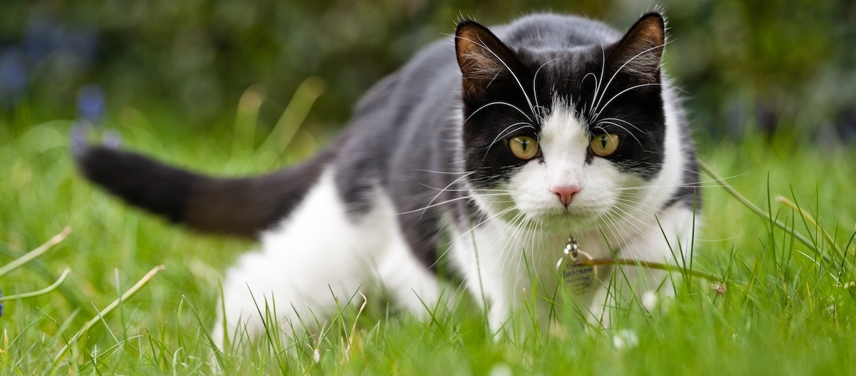 Eine schwarz-weiße Katze auf der Pirsch auf einer Wiese. Eine schwarz-weiße Katze auf der Pirsch auf einer Wiese.