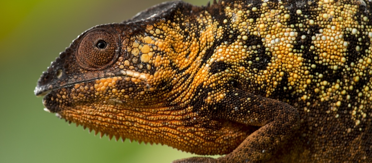 Ein weibliches Pantherchamäleon. Ein weibliches Pantherchamäleon.